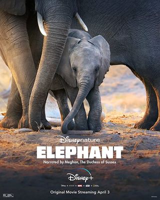 Éléphants