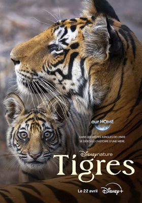 Tigres